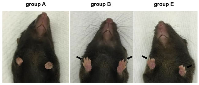 Magnesium treatment improves the stiffened joints phenotype in