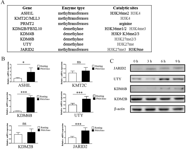 Gene expression of histone methytransferases and demethylases screened from microarray results were verified by qPCR and western blot.