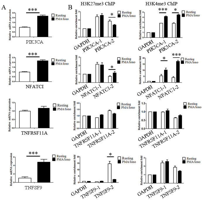 Genetic program may be directly altered by dynamic chromatin states during activation.