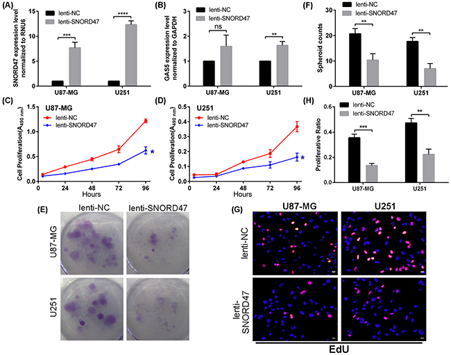 SNORD47 suppressed the proliferation in glioma cell lines.