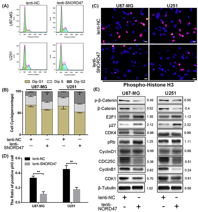 SNORD47 induced a G2-phase arrest in U87-MG and U251 cell line.