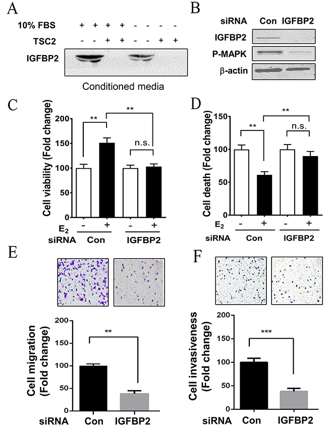 Depletion of IGFBP2 decreases the survival and metastatic potential of LAM patient-derived cell in vitro.