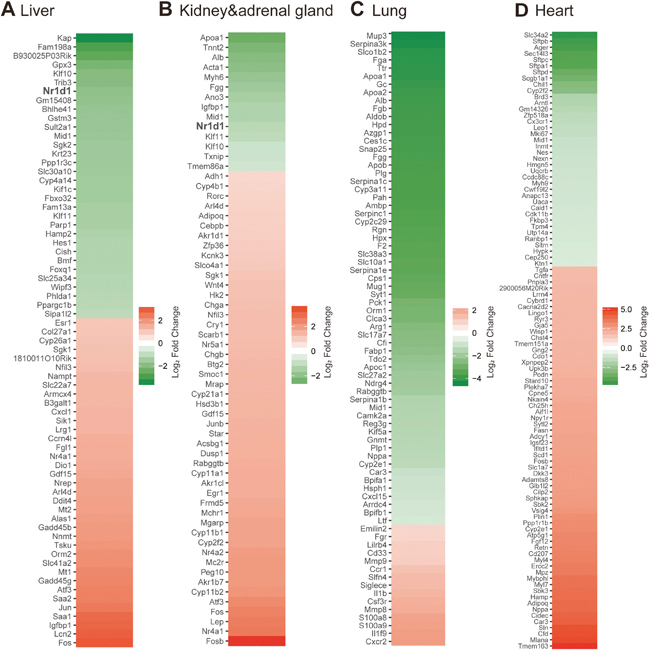 Transcriptome analyses on 4T1-affected gene expression in multiple distant organs.