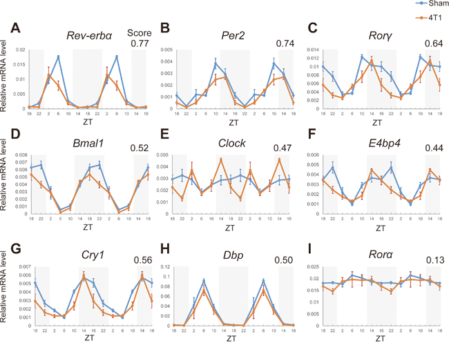 4T1 cancer disrupts the hepatic core clocks.