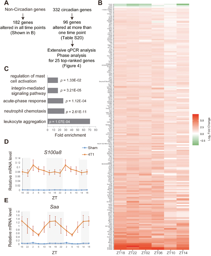 Transcriptome analyses on daily expression of hepatic genes in 4T1-bearing mice.