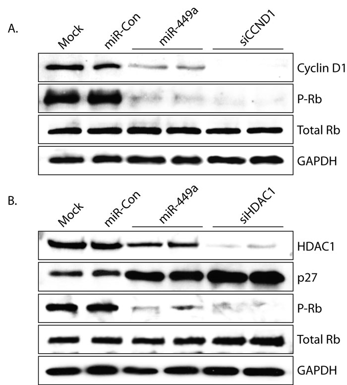 Figure 6 - P-RB Levels.jpg