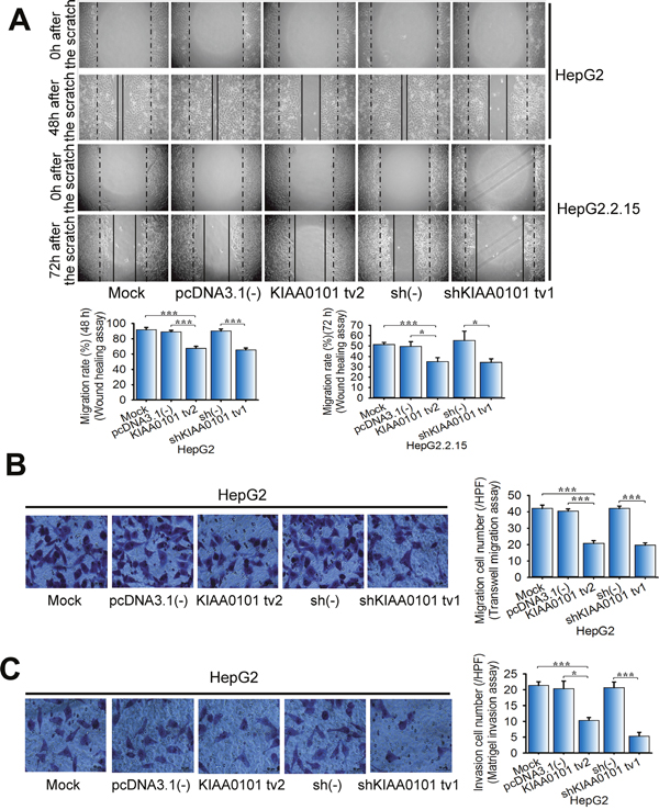 KIAA0101 tv2 suppresses HCC cell migration and invasion similar to shKIAA0101 tv1.