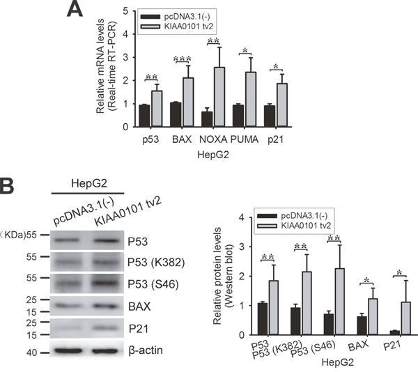 Exogenous expression of KIAA0101 tv2 increases p53 activity.