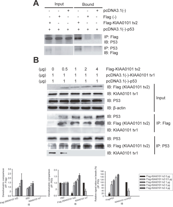 KIAA0101 tv2 competes with KIAA0101 tv1 for binding to P53 in mammalian cells.