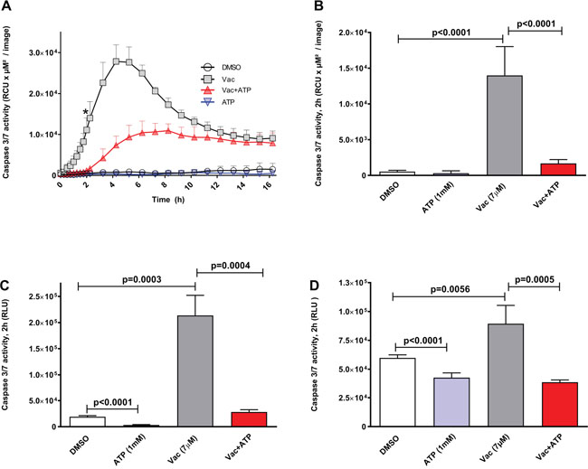 Vac leads to caspase 3/7 activation in glioma cells, counter regulated by ATP.