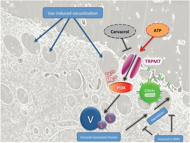 TRPM7-guided signaling in ATP-mediated counter regulation of Vac-induced cell death in GBM, hypothetical mode of action.