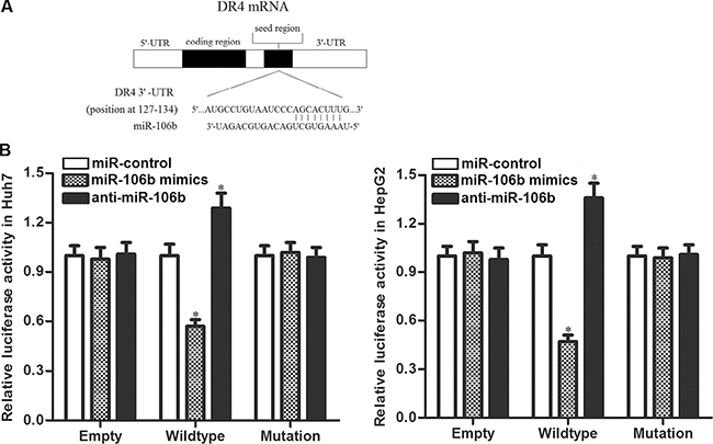 DR4 is the direct target of miR-106b.