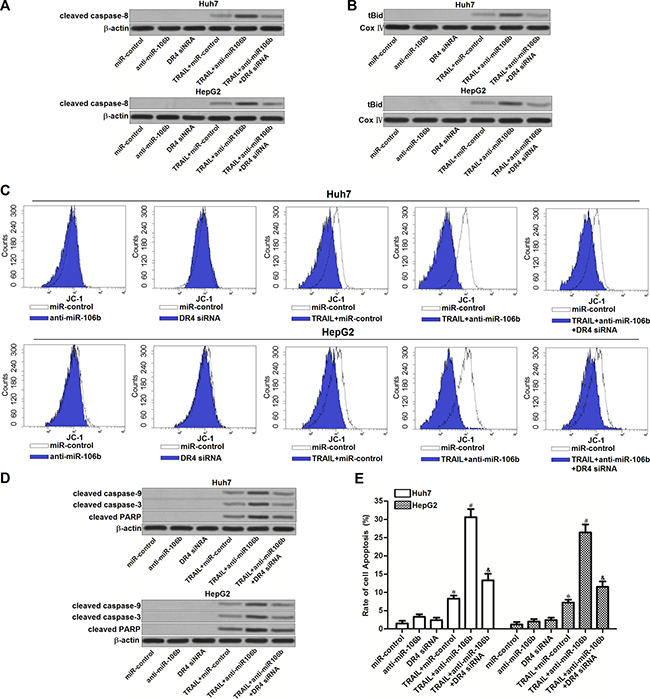 Effect of miR-106b inhibitors on TRAIL-dependent apoptotic pathway.