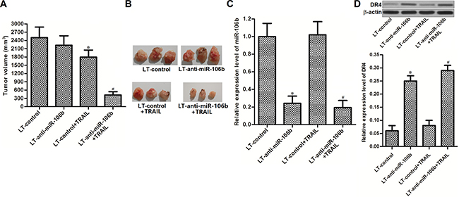 MiR-106b inhibitors sensitize HCC cells to TRAIL in vivo.
