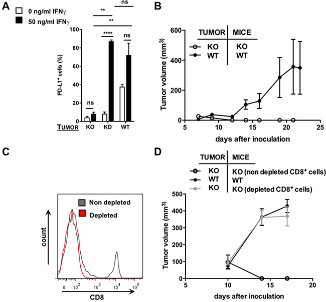 Use of the CRISPR/Cas9 technology to generate a PD-L1 KO tumor model.