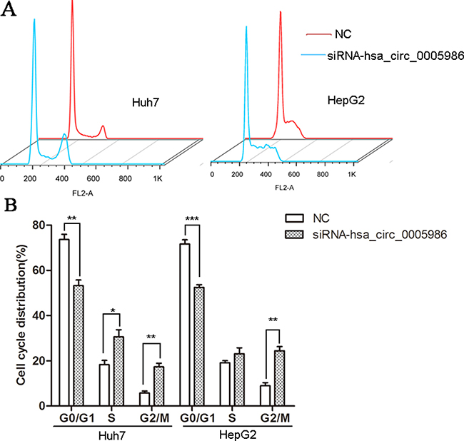 Cell cycle distributions in HepG2 and Huh7 cell lines following by hsa_circ_0005986 knockdown.