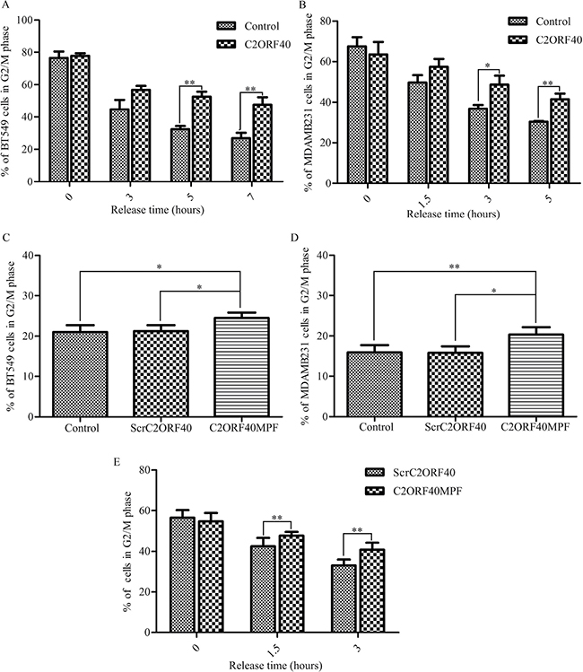 C2ORF40 and C2ORF40MPF induce mitotic phase arrest in the breast cancer cells.