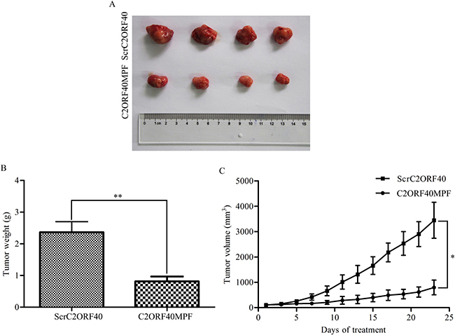 C2ORF40MPF inhibits tumor growth in nude mice.