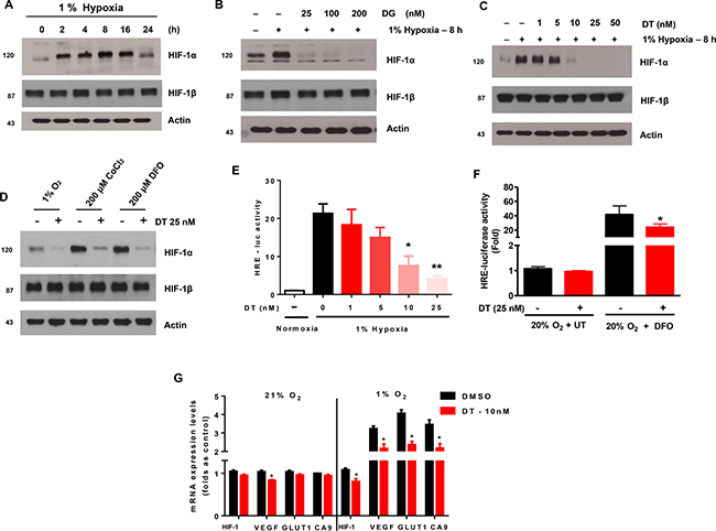 Cardiac glycosides inhibit the accumulation of HIF-1a in X01 GSC during hypoxia.