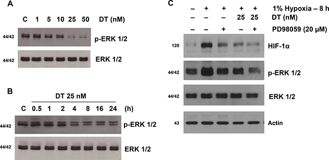 DT inhibits hypoxia-induced activation of extracellular signal-regulated kinase 1/2 (ERK1/2) in GSC.