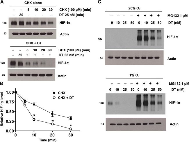 DT inhibits hypoxic HIF-1&#x03B1; accumulation by inhibiting protein synthesis.