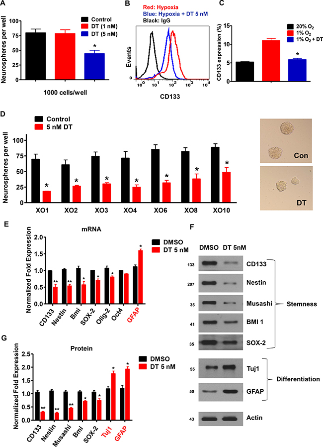 DT inhibits GSC self-renewal capacity.