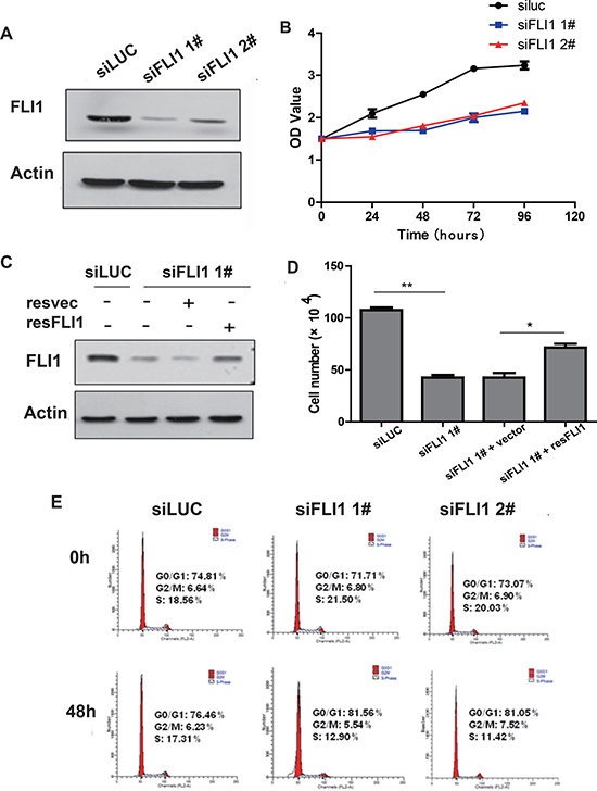 FLI1 knockdown inhibits proliferation of SCLC cells.