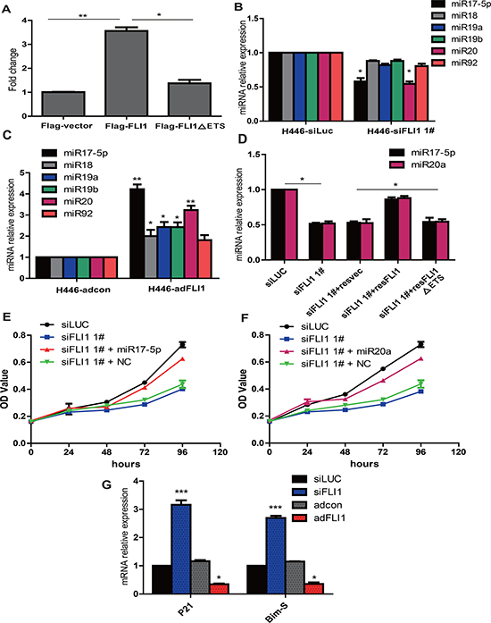 FLI1 promotes cell proliferation byactivating the miR-17-92 cluster family.