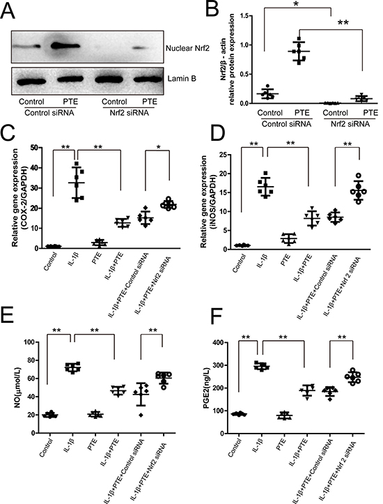 The involvement of Nrf2 in the inhibitory effect of PTE on the expression of inflammatory mediators in the chondrocytes treated with IL-1&#x03B2;.