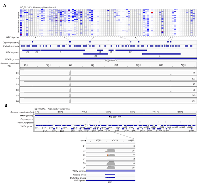 Targeted MiSeq reads align to capture probe locations.