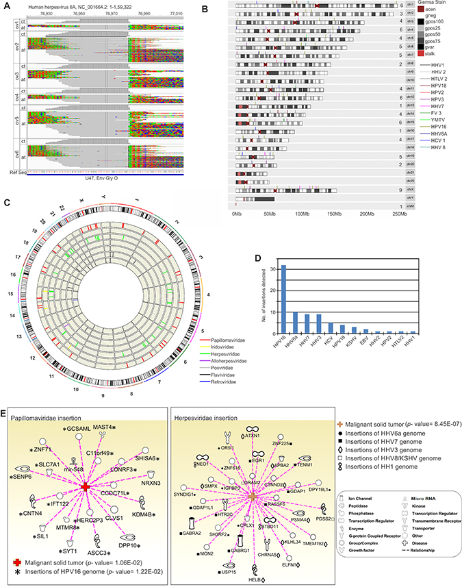 Viral genomic integrations in the host chromosome.
