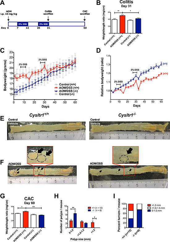 Effect of CysLT1R expression on AOM/DSS-induced colitis-associated colon tumorigenesis.