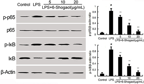 Effects of 6-Shogaol on NF-&#x03BA;B expression.