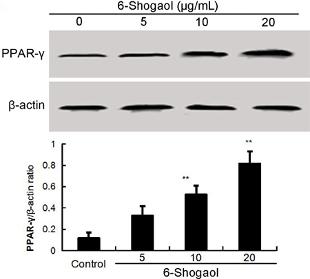Effects of 6-Shogaol on PPAR-&#x03B3; expression.