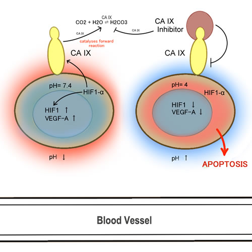 CA IX and angiogenesis