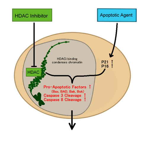 HDAC and apoptosis