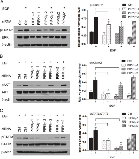 PIPKI&#x03B3; is required for EGF-induced activation of MAPK, PI3K/AKT and STAT3 pathways.