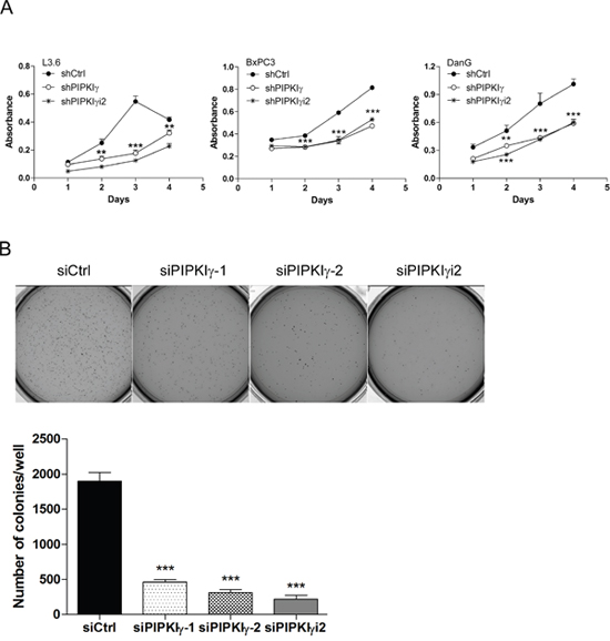 Depletion of PIPKI&#x03B3; suppressed the proliferation and survival of PDAC cells.