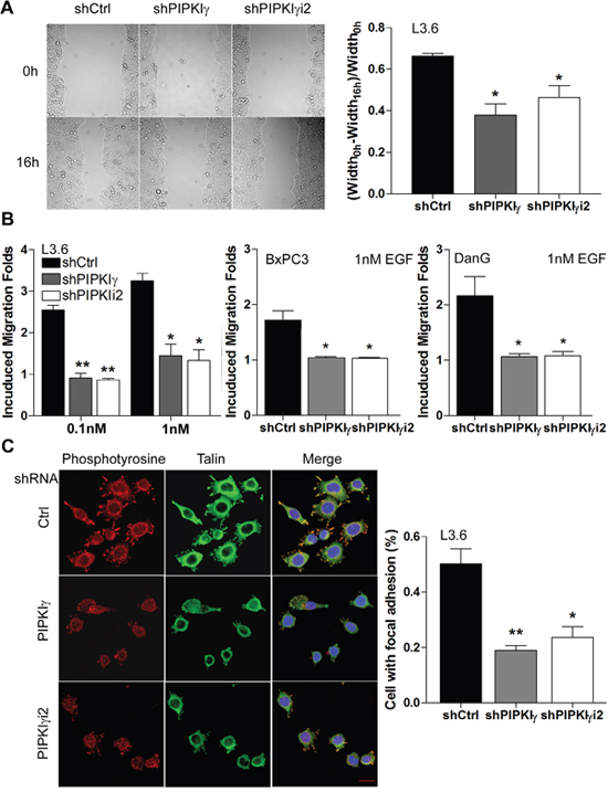 PIPKI&#x03B3; is necessary for migration of PDAC cells by regulating focal adhesion assembly.