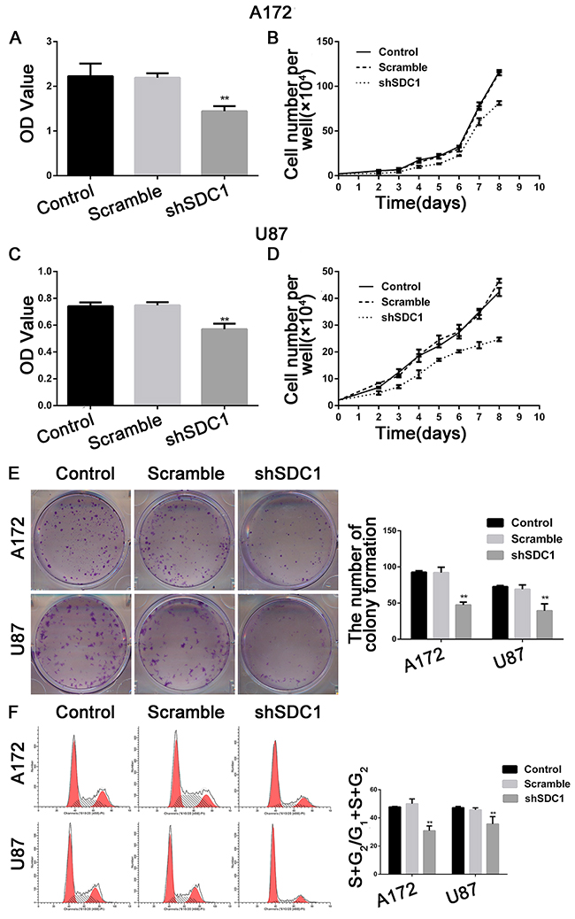 SDC1 knockdown inhibits the proliferation of A172 and U87 cells in vitro.