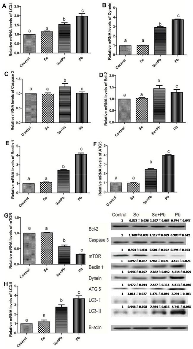 Effects of Se, Pb and Se&#x002B;Pb treatment on the autophagy and apoptosis-related genes expressions in the spleen of chickens.
