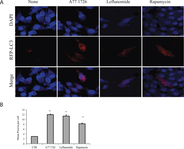 Induction of autophagosomes by A77 1726.