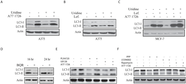 A77 1726 increases LC3-II levels independent of pyrimidine nucleotide depletion and the feedback activation of the PI-3 and MAP kinase pathways.