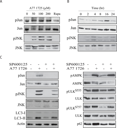 JNK activation is required for A77 1726-induced p62 expression.