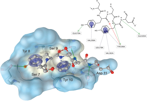 Pharmacophore hypothesis of the Aurora-A/TPX2-7-11 interaction.