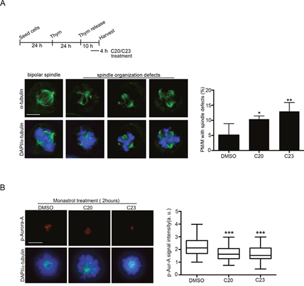 Effects of treatment with the C20 and C23 inhibitors on mitotic spindle structure and Aurora-A activity in U2OS cells.