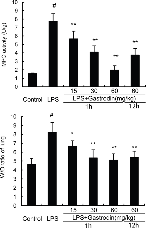 Effects of gastrodin on MPO activity in lung tissues and lung wet to dry weight ratio of LPS-induced ALI.