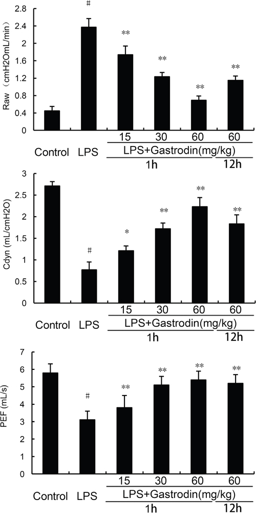 Effects of gastrodin on lung function.