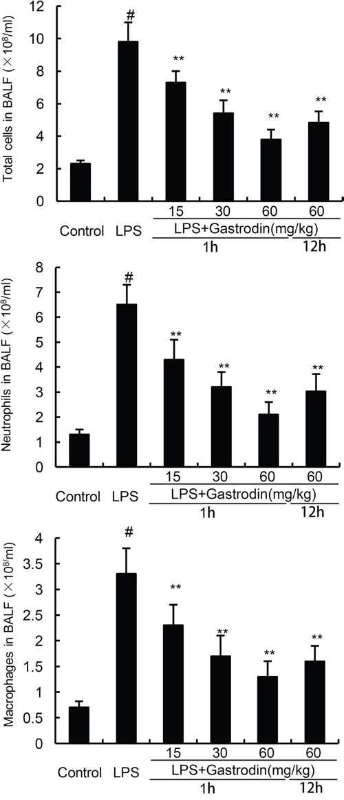 Effects of gastrodin on inflammatory cell count in the BALF of LPS-induced ALI mice.