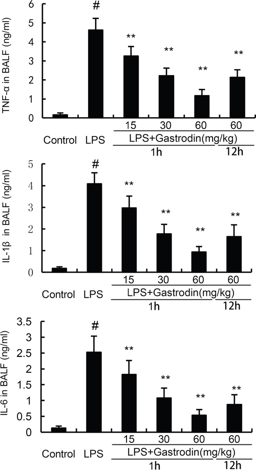 Effects of gastrodin on TNF-&#x03B1;, IL-1&#x00DF;, and IL-6 production in the BALF of LPS-induced ALI mice.
